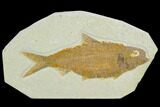 Fossil Fish (Knightia) - Green River Formation #122800-1